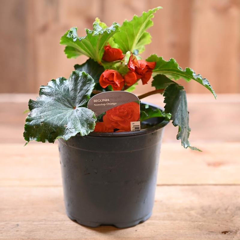 Begonia Non Stop 1L Orange