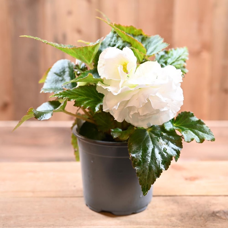 Begonia Non Stop 1L White