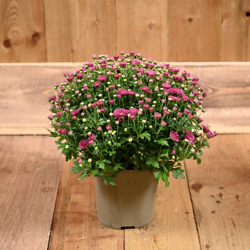 Chrysanthemum Garden Mum Purple 2L