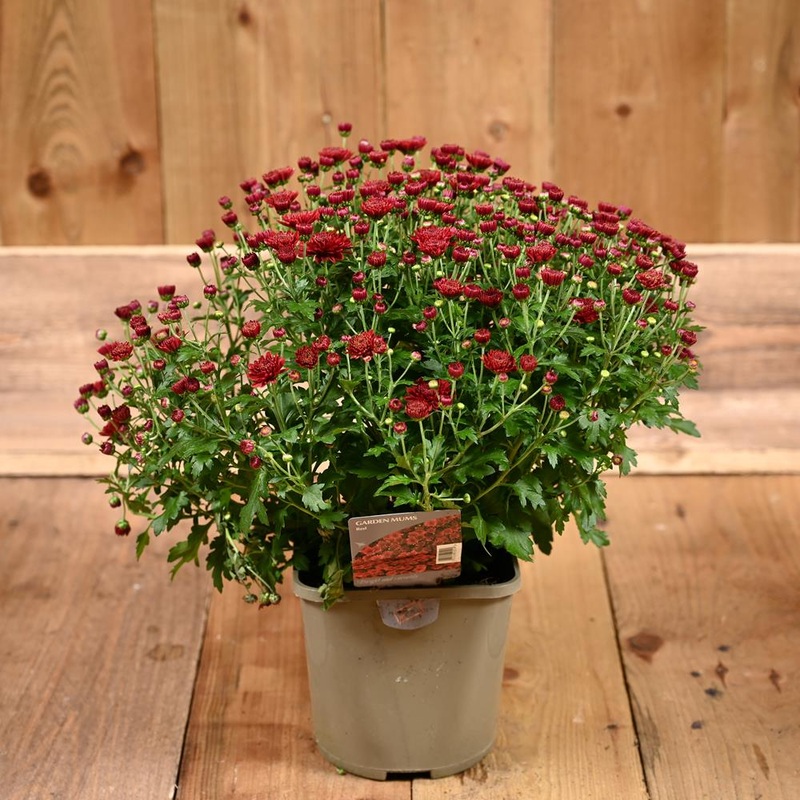 Chrysanthemum Garden Mum Red 2L