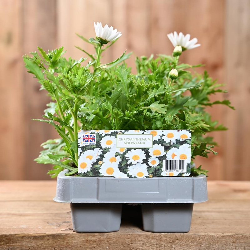 Chrysanthemum Snowland 6 Pack