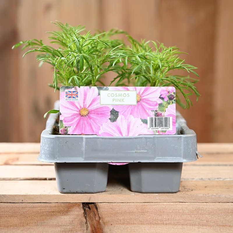 Cosmos Pink 6 Pack