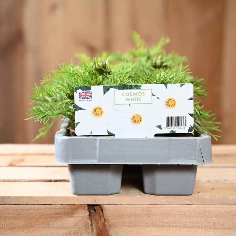 Cosmos White 6 Pack