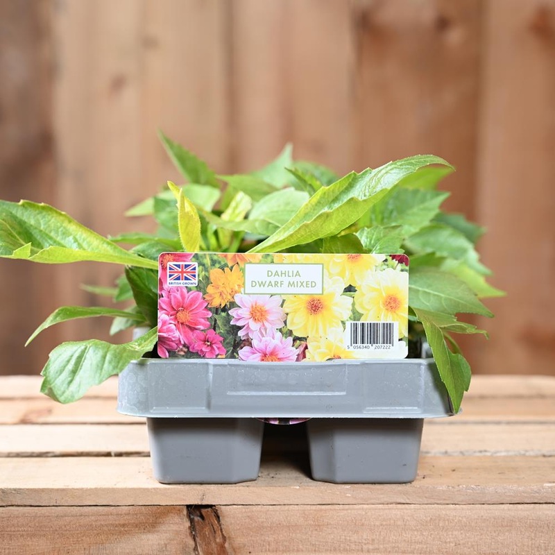 Dahlia Dwarf Mixed 6 Pack