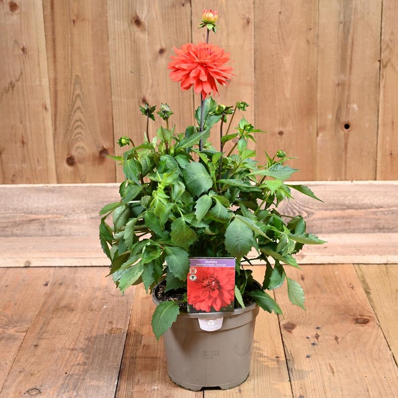 Dahlia Melody Deep Orange 3L