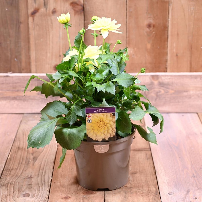 Dahlia Melody Lemon 3L
