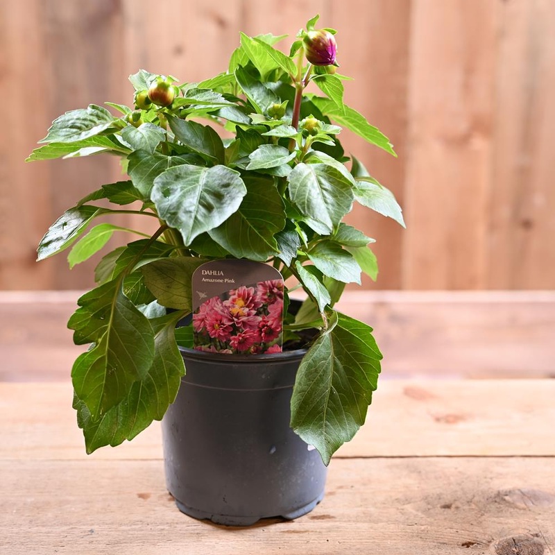 Dahlietta 1L Amazon Pink