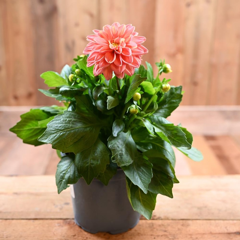 Dahlietta 1L Lily