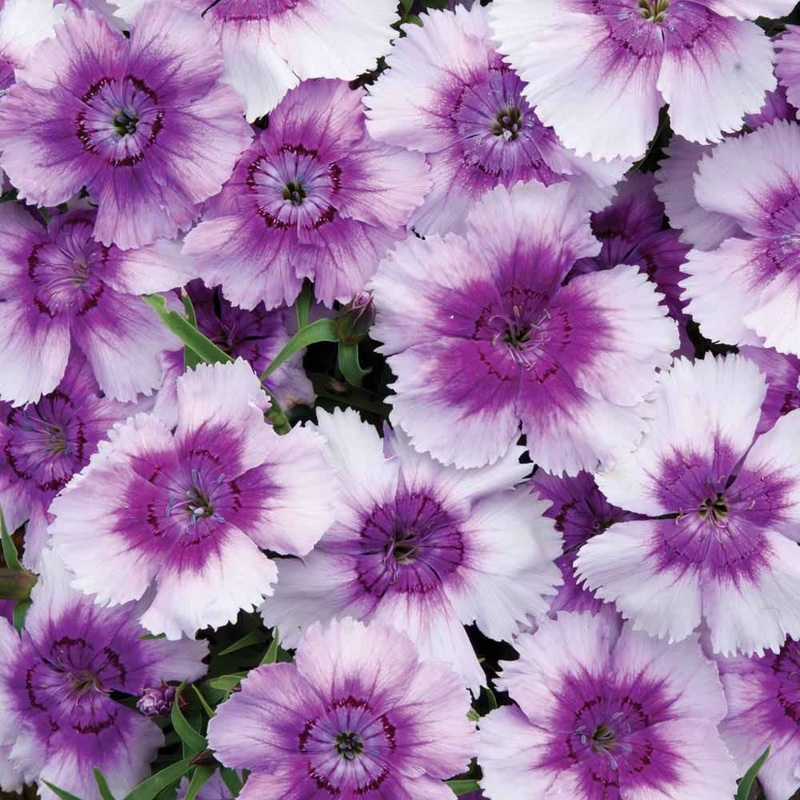 Dianthus Blueberry 6 Pack