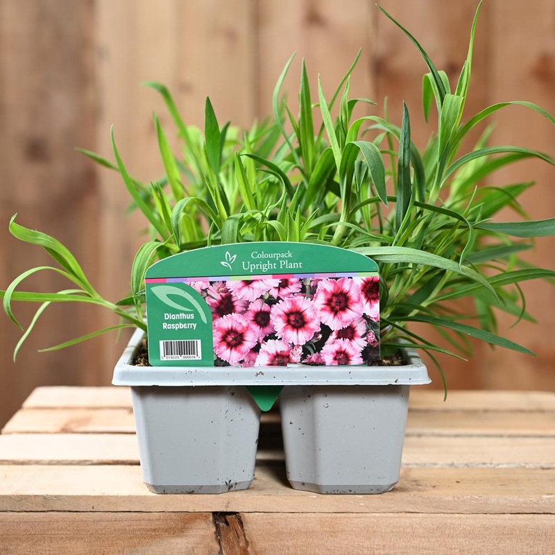 Dianthus Raspberry 6 Pack