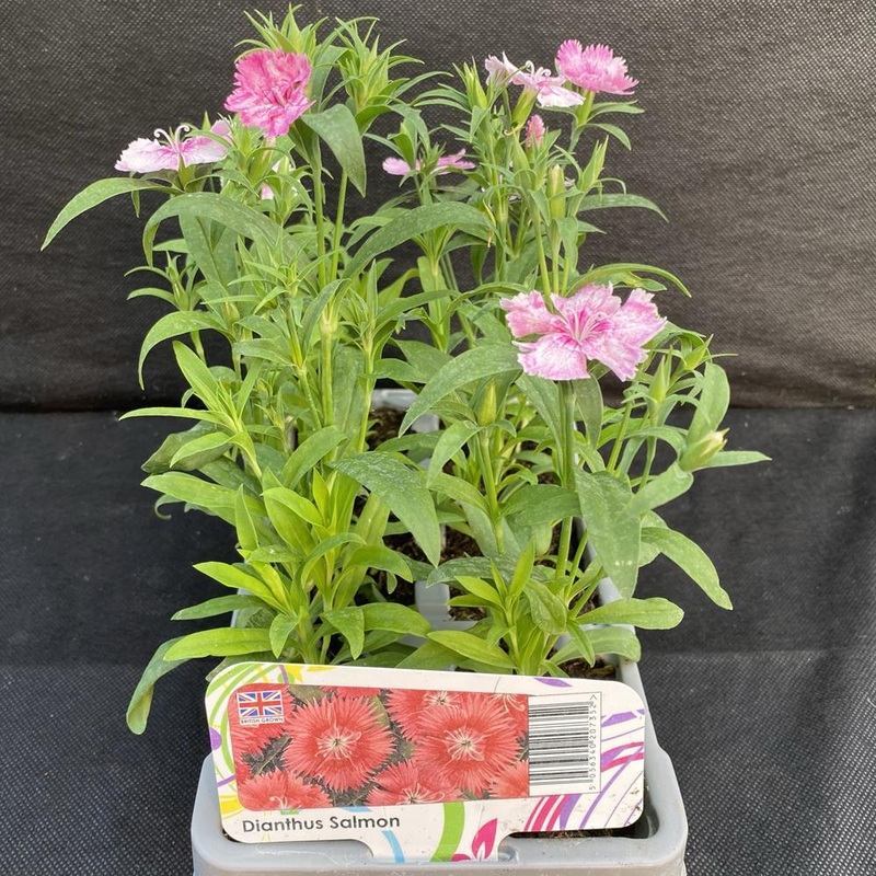 Dianthus Salmon 6 Pack