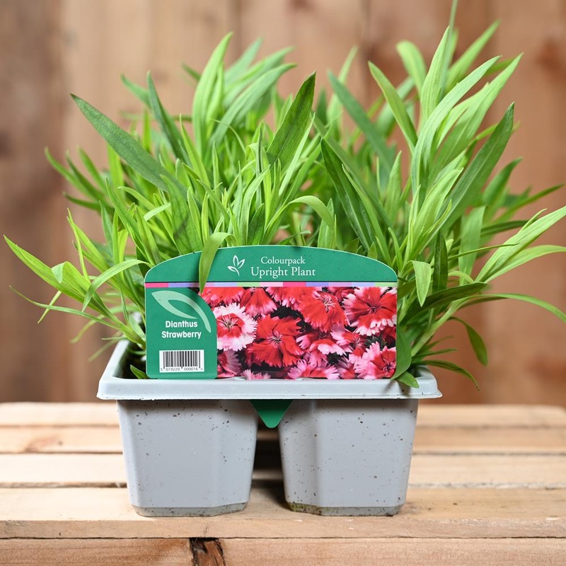 Dianthus Strawberry 6 Pack