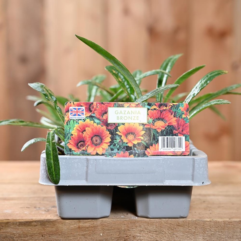 Gazania Bronze 6 Pack