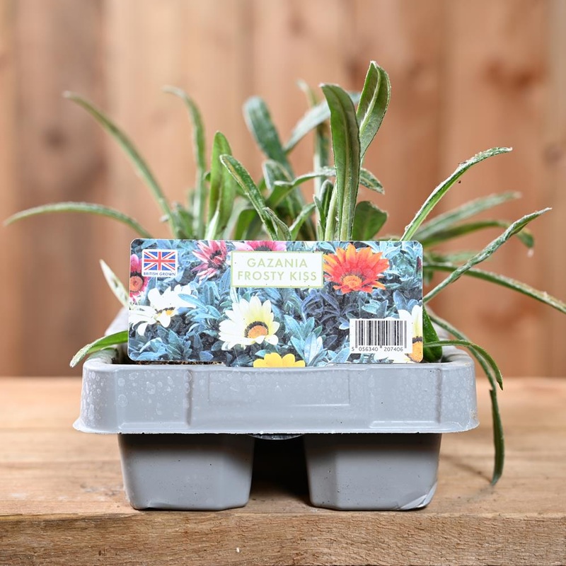 Gazania Frosty Kiss 6 Pack