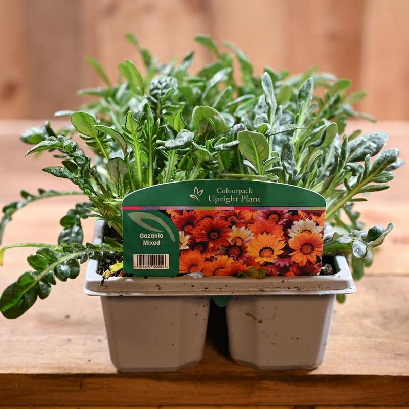 Gazania Mixed 6 Pack