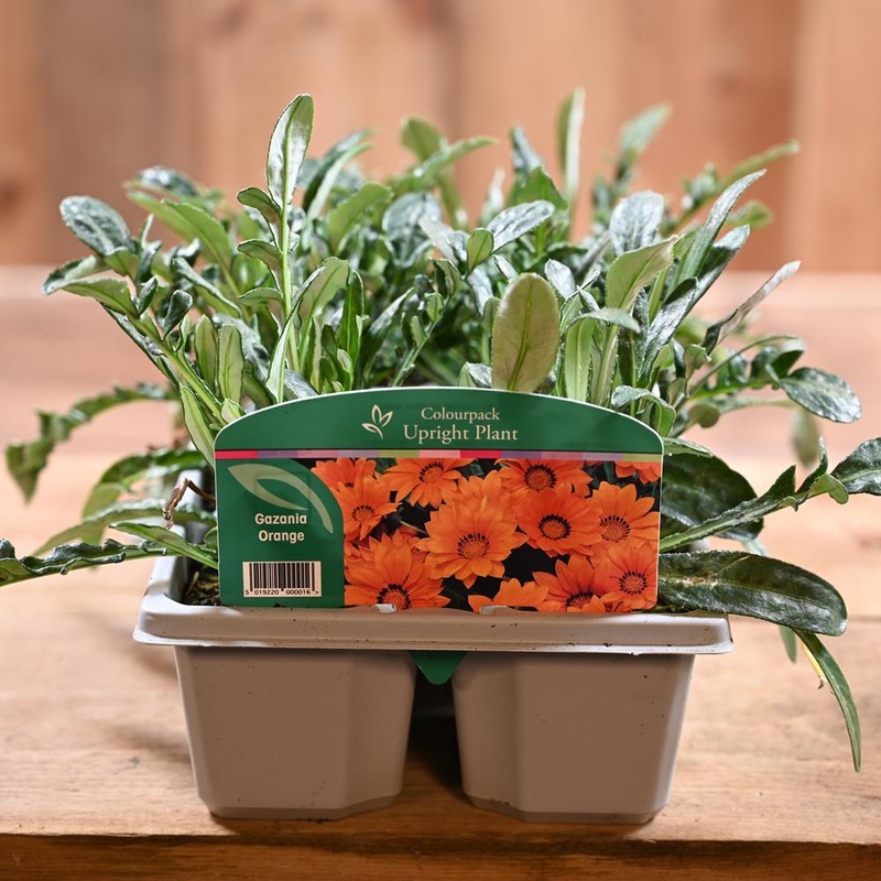 Gazania Orange 6 Pack