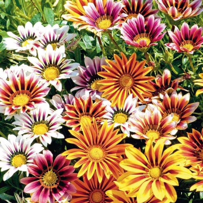 Gazania Strawberry Sundae 6 Pack