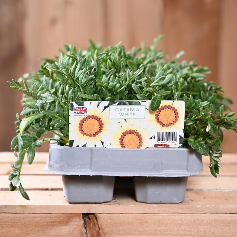 Gazania White 6 Pack