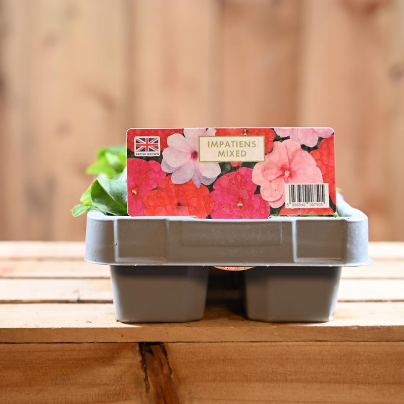 Impatiens Mixed  6 Pack