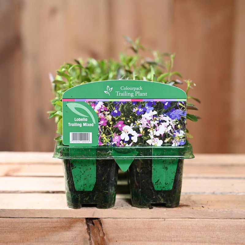 Lobelia Trailing Mixed 6 Pack