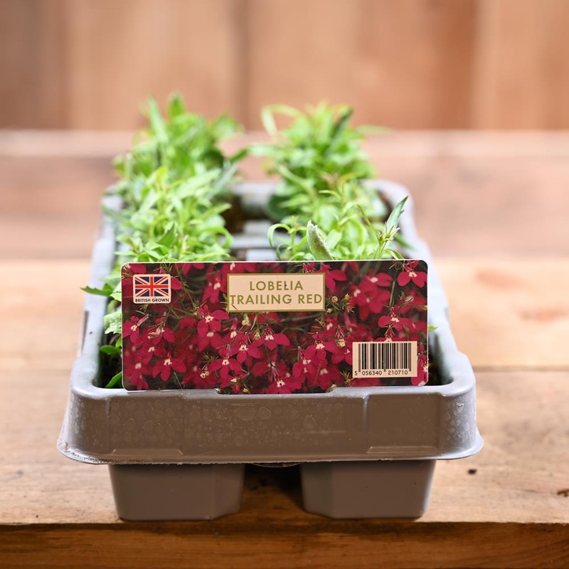 Lobelia Trailing Red 6 Pack