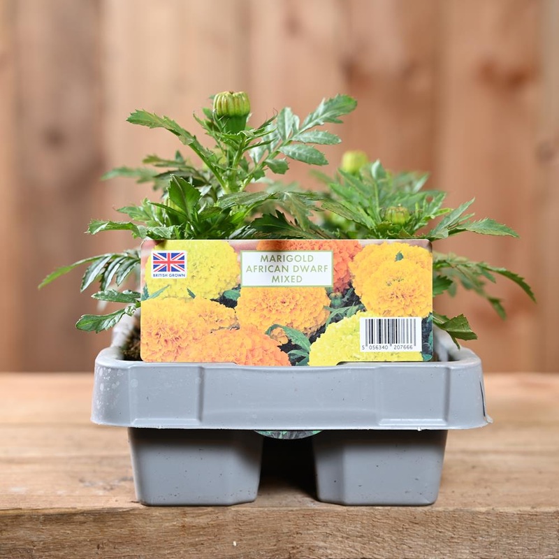 Marigold African Dwarf Mixed 6 Pack