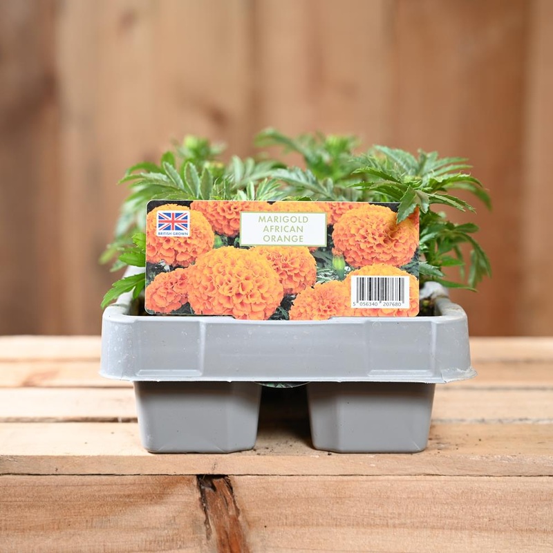 Marigold African Orange 6 Pack