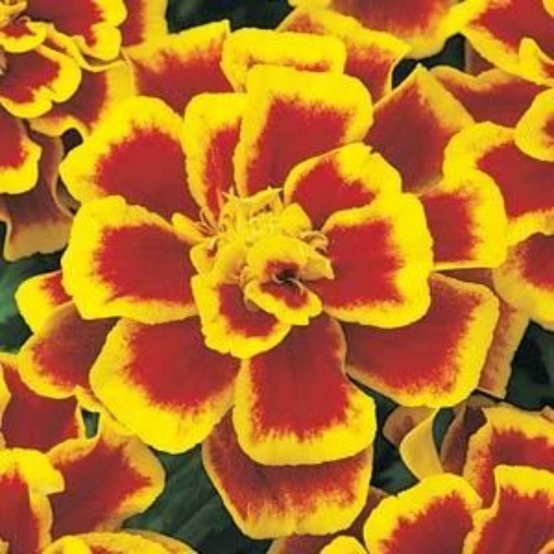 Marigold French Bee 6 Pack