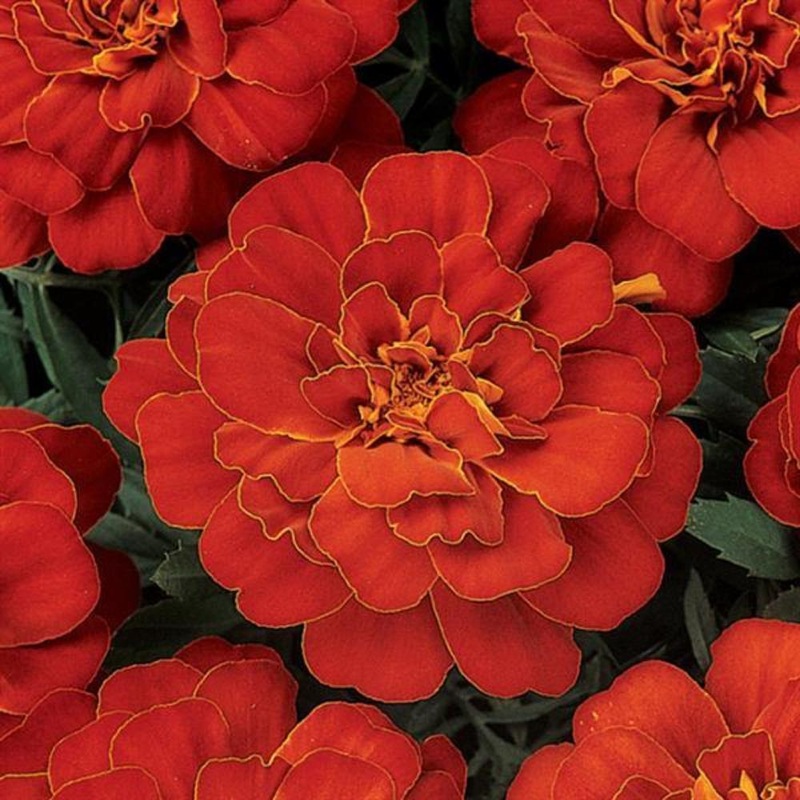Marigold French Red 6 Pack
