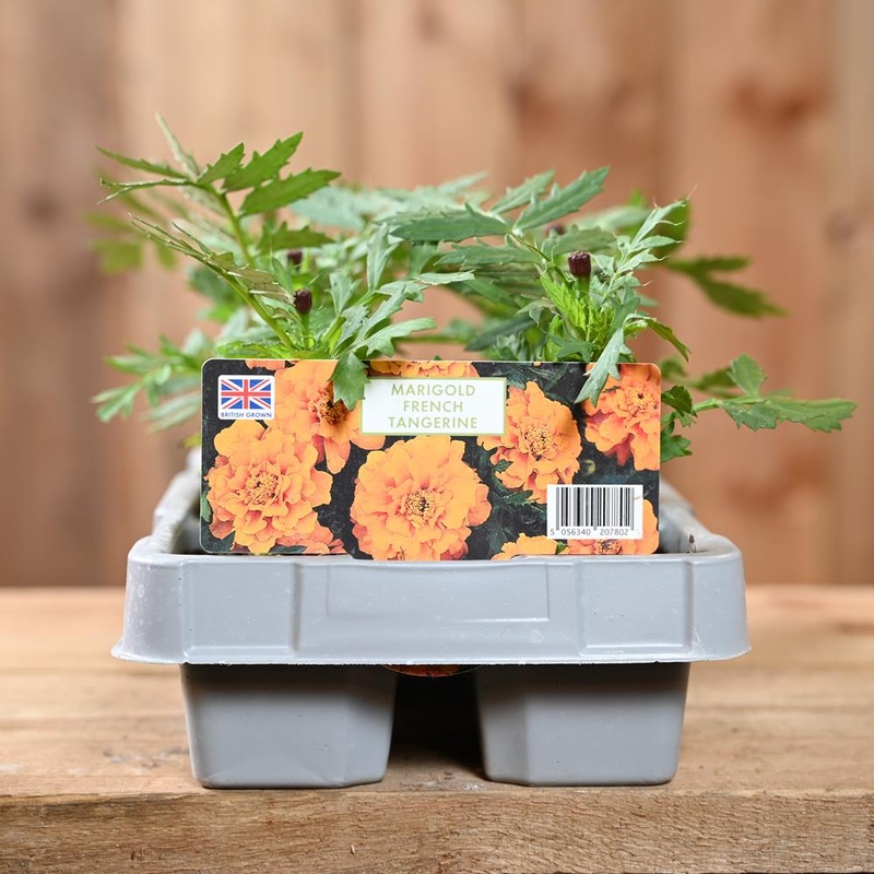 Marigold French Tangerine 6 Pack