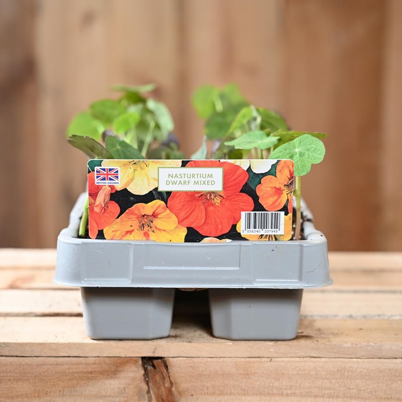 Nasturtium Dwarf Mixed 6 Pack