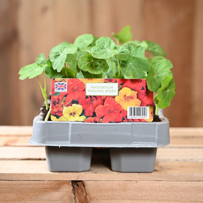 Nasturtium Trailing Mixed 6 Pack