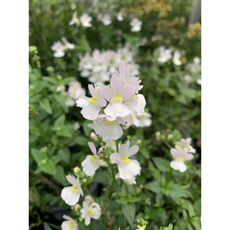 Nemesia  1L Wisley Vanilla