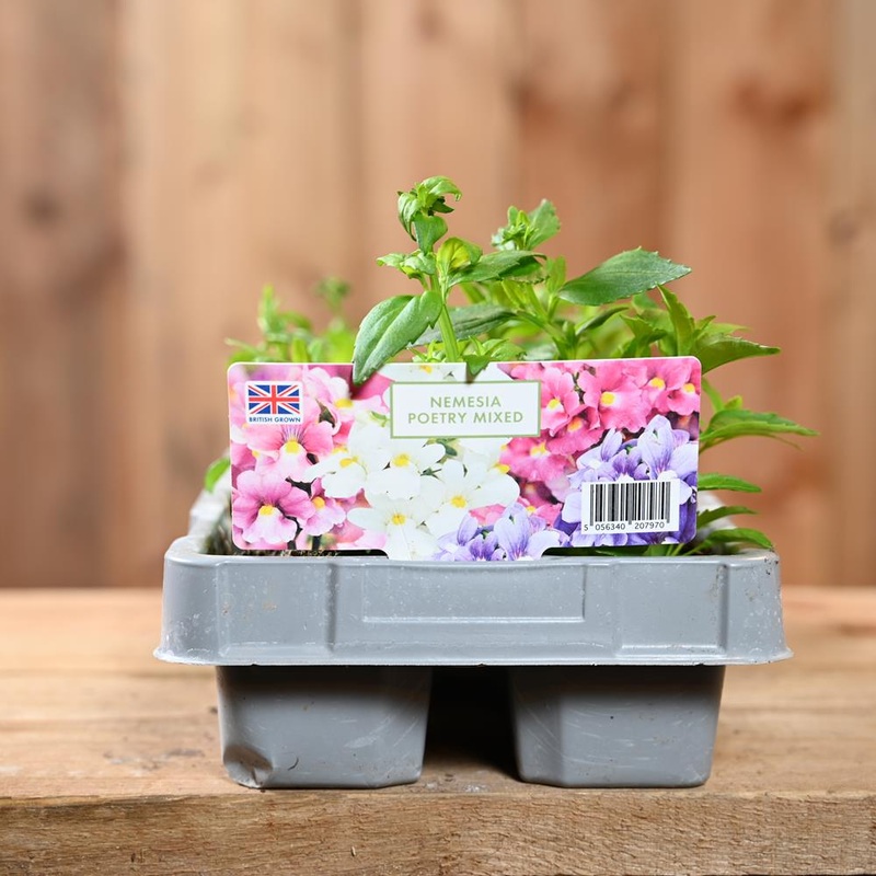 Nemesia Poetry Mixed 6 Pack