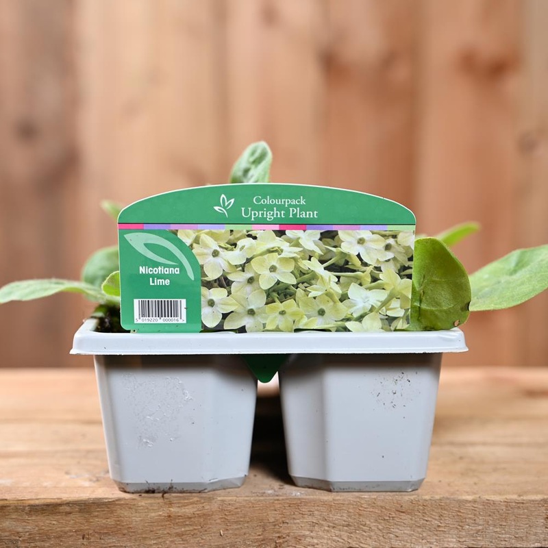 Nicotiana Lime  6 Pack