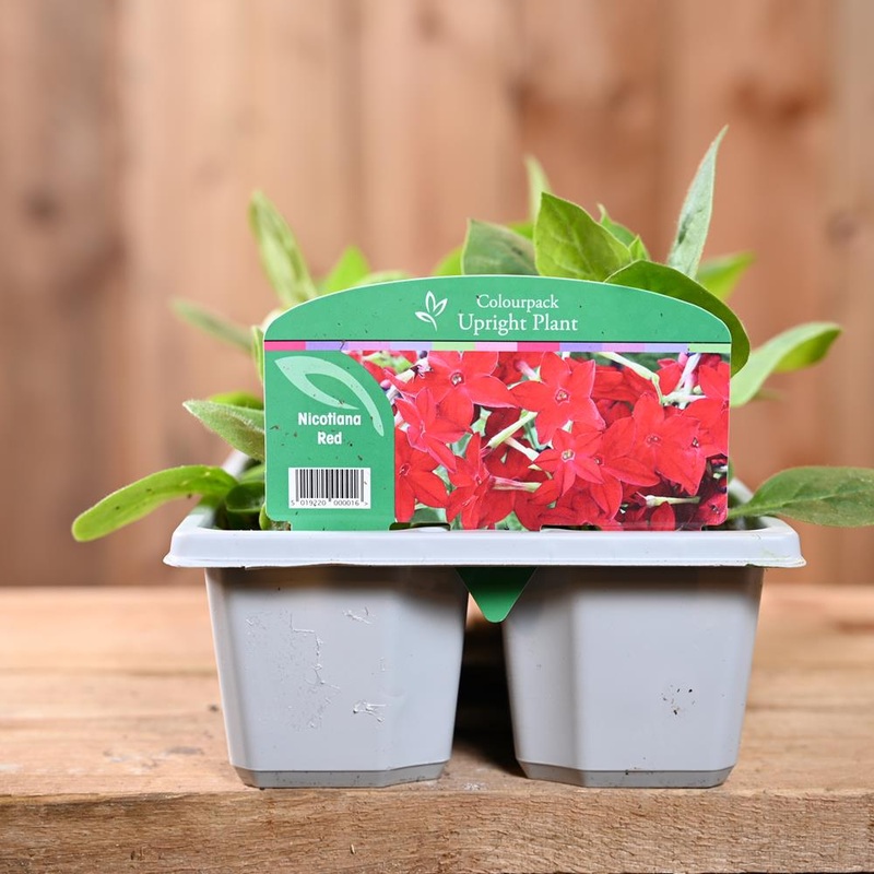 Nicotiana Red 6 Pack