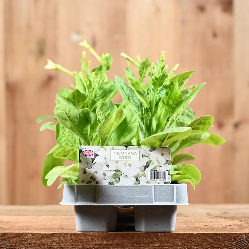 Nicotiana White 6 Pack