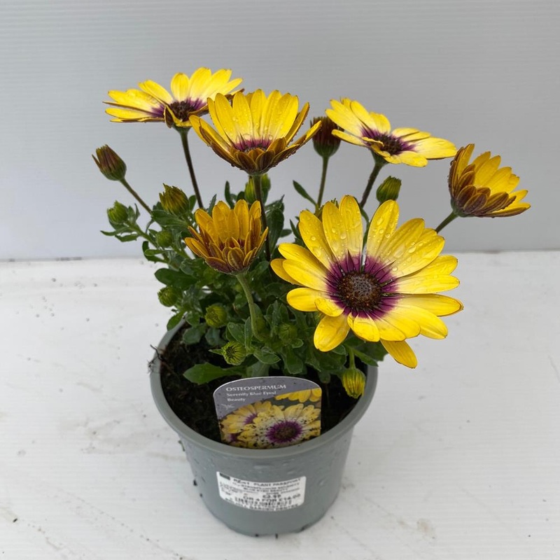Osteospermum 1L Blue Eyed Beauty