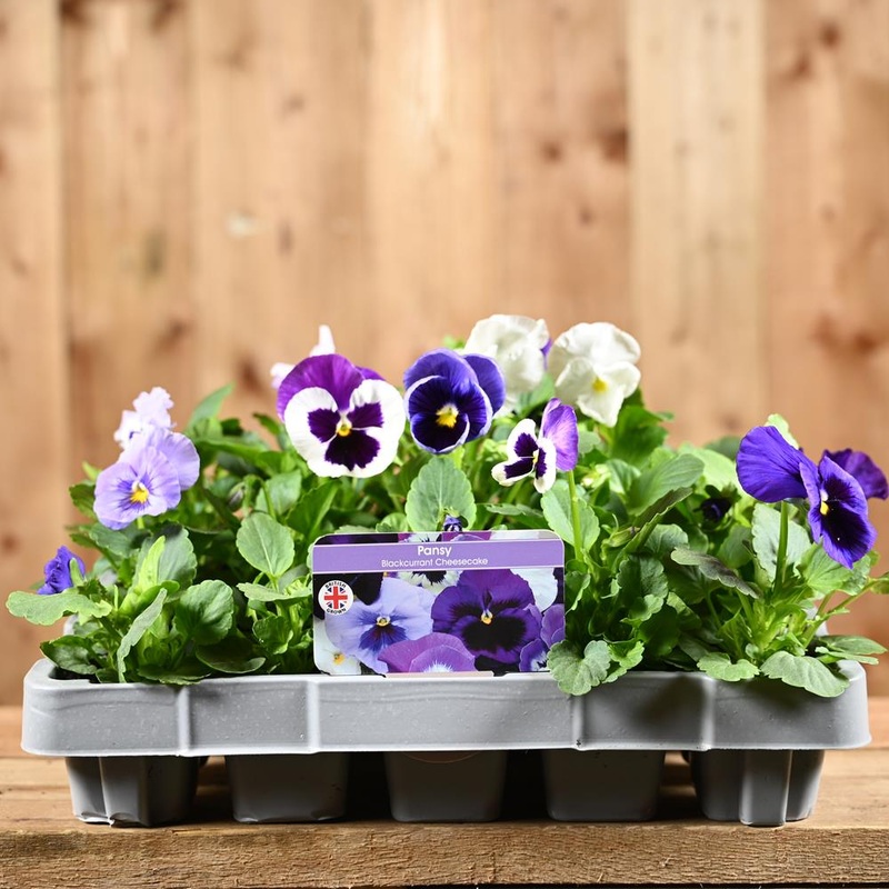 Pansy Blackcurrant Cheesecake 20 Pack