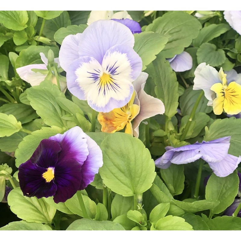 Pansy Ocean Breeze 6 Pack