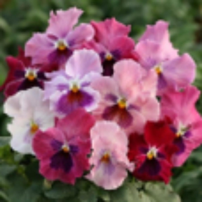 Pansy Pink Shades 6 Pack
