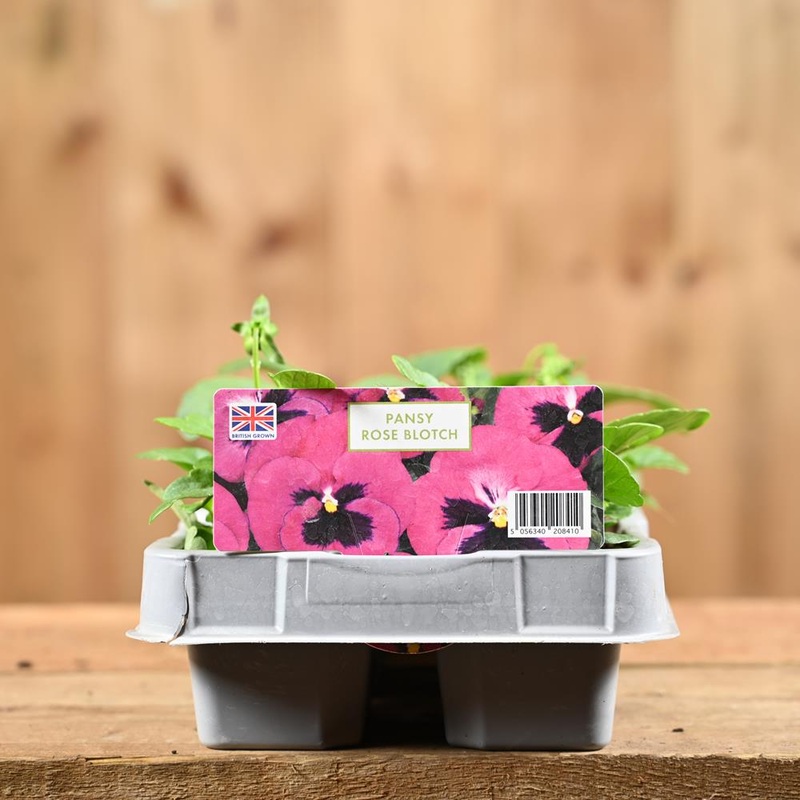 Pansy Rose Blotch Six Pack