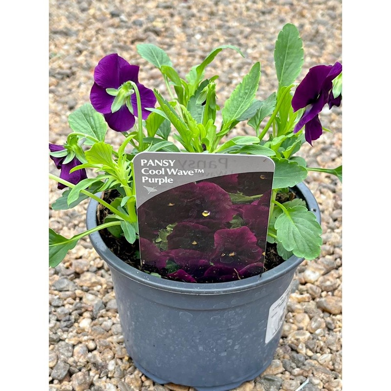 Pansy Trailing  Purple 1L