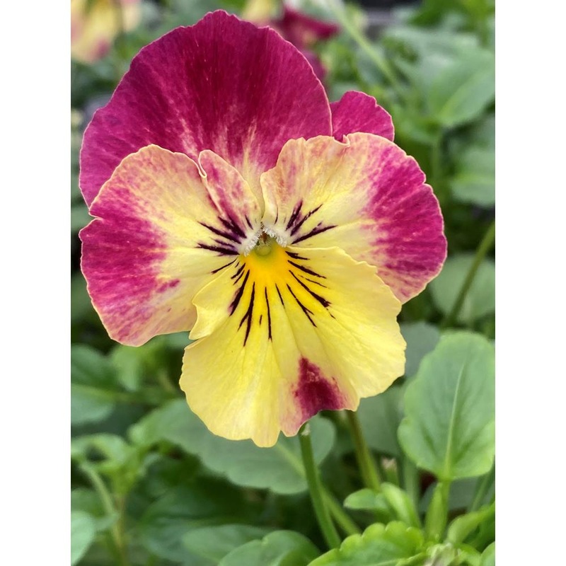 Pansy Trailing Raspberry Swirl 1L