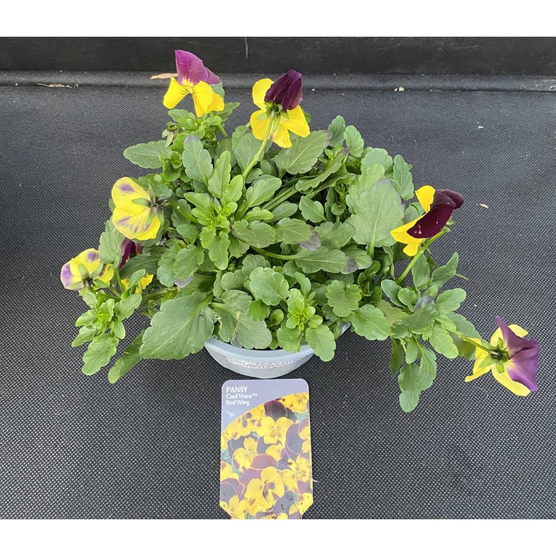 Pansy Trailing Red Wing 1L