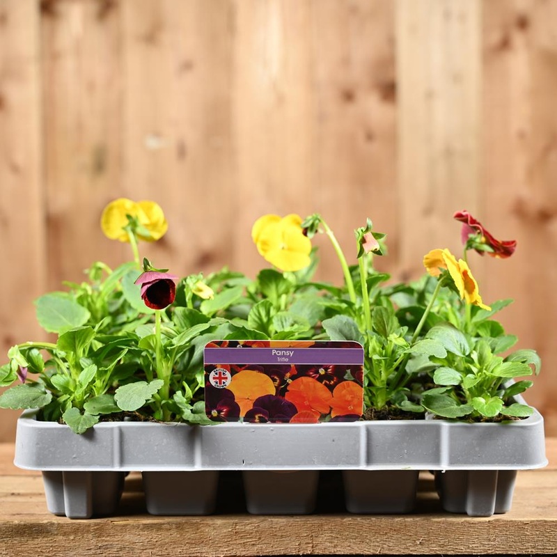 Pansy Trifle 20 Pack