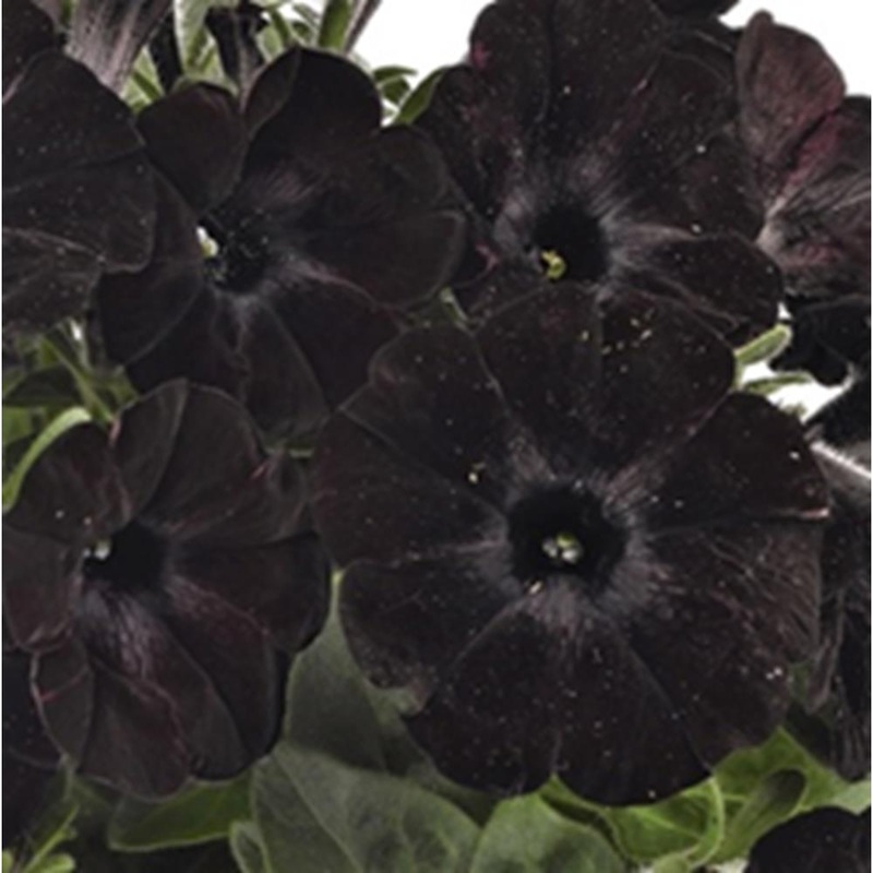 Petunia 1L Black Satin
