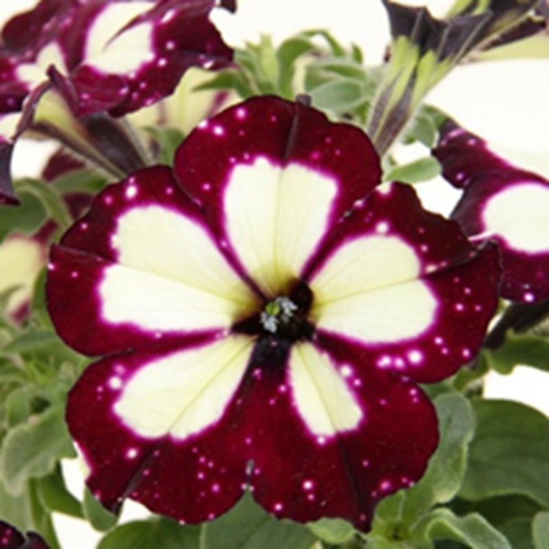 Petunia 1L Lightening Sky