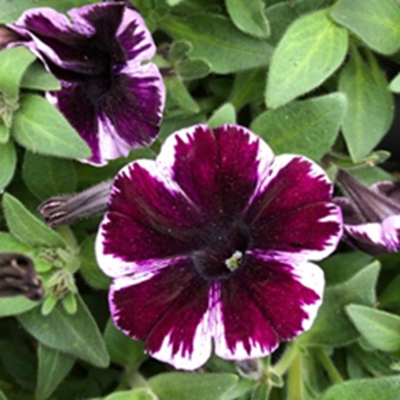 Petunia 1L Miss Marvellous