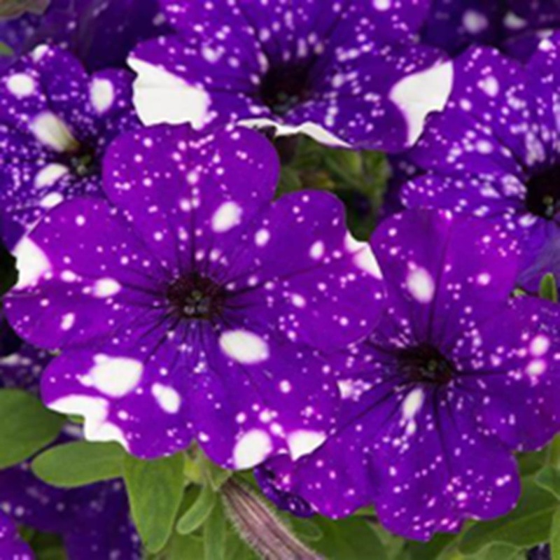Petunia 1L Night Sky